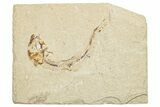 Cretaceous Fossil Fish (Scombroclupea) - Lebanon #251392-1